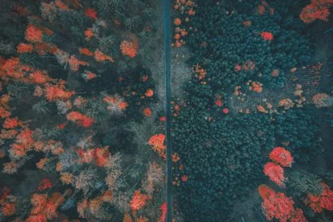 Voderady Beechwood Stock Photos