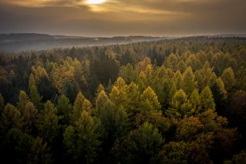 Voderady Beechwood Stock Photos