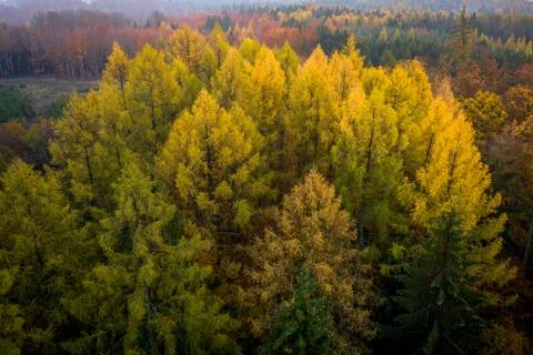 Voderady Beechwood Stock Photos