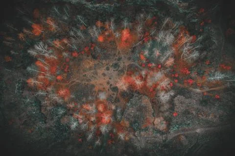 Voderady Beechwood Stock Photos