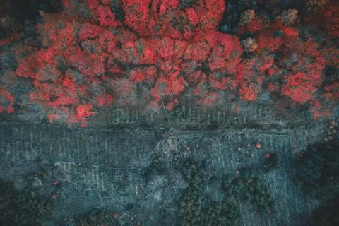 Voderady Beechwood Stock Photos