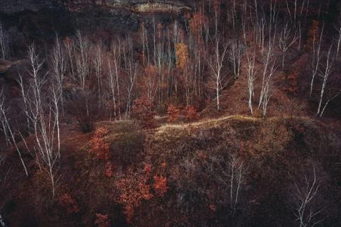 Voderady Beechwood Stock Photos