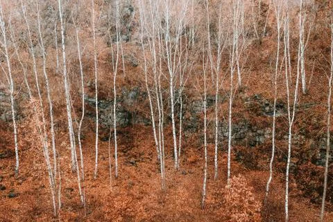 Voderady Beechwood Stock Photos