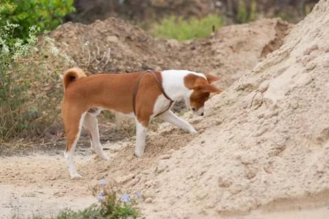 Вog digging pile of sand while  searching small rodents Stock Photos