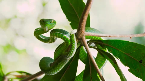 Vogeli green pit viper Stock Footage 131117272