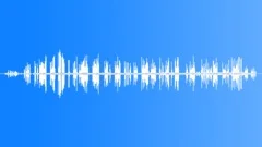 Vogelkop Gardener Bowerbird CUSound Effect
