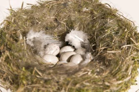 Vogelnest mit Eiern Stock Photos