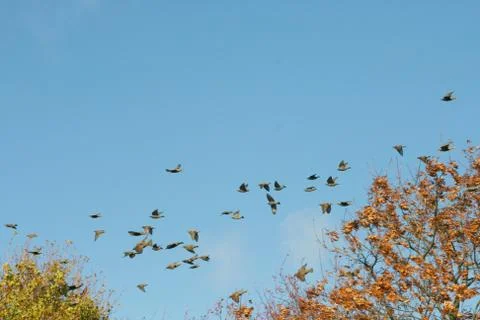 Vogelschwarm Stock Photos