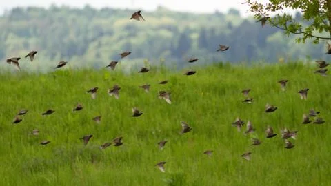 Vogelschwarm Stock Photos