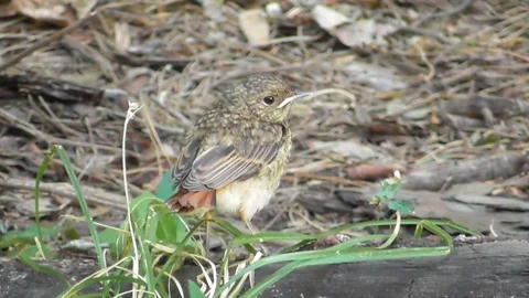 The voice of a common Redstart chick Phoenicurus phoenicurus Video stock 118803343