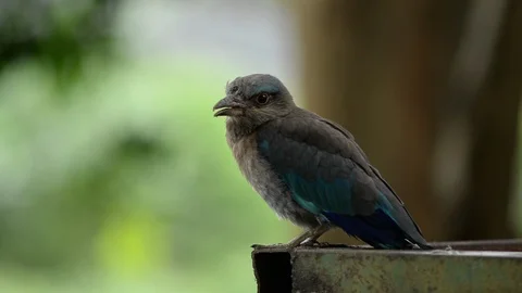 Voice of Indian-roller Stock Footage 126227115