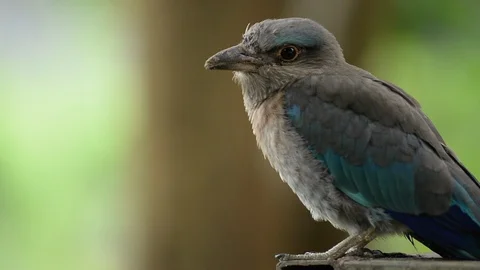 Voice of Indian-roller Stock Footage 126227241