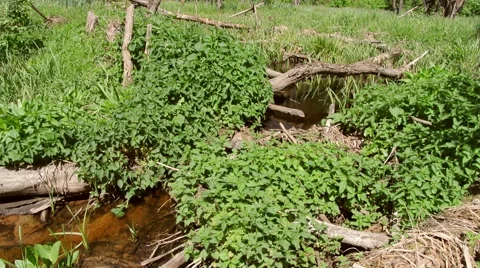 Voiced forest stream and remnants of a beaver dam Stock Footage 42775076