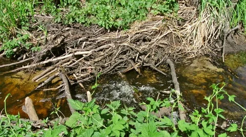 Voiced forest stream Stock Footage 42775311