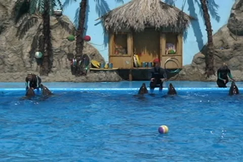 Voise of Dolphins 動画素材 7907211