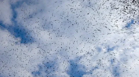 Volcanic ash rain : floating black particles on sky background. Stock Footage 58201704