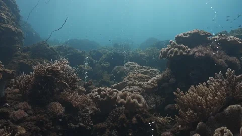 Volcanic Champagne Reef Stock Footage 301269818