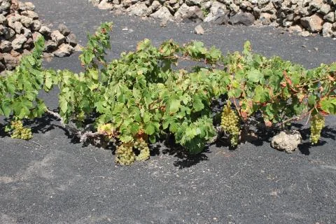 Volcanic grapes Stock Photos