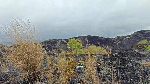 Volcanic landscape with black lava rock fields, dry tall grass Stock Footage 346775178