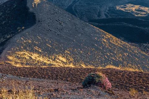 Volcanic Landscape Bloom Foto stock