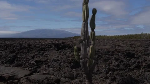 Volcanic landscape, Galapagos 動画素材 55573340