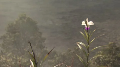 Volcanic Landscape Panorama 3 Stock-Footage 19288833