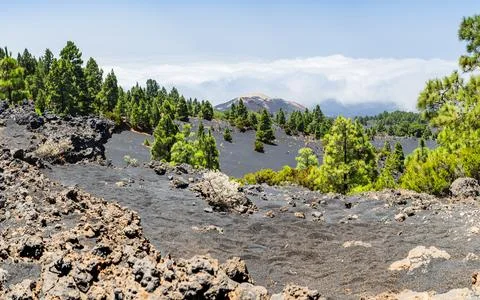 Volcanic landscape with pine trees and sea of clouds in La Palma Foto stock