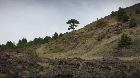Volcanic Landscape In Sicily From A Tree Of Lone Pine To Hornito In Etna Park Vídeos de archivo 153857555