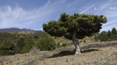 Volcanic Landscape Sicily Tree Lone Pine Etna Volcano Blue Sky White Clouds Vídeos de archivo 153860055
