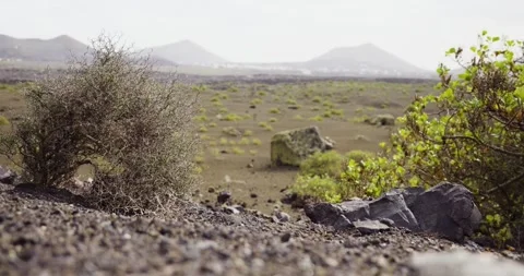 Volcanic landscape with sparse vegetation in lanzarote Stock Footage 293943039