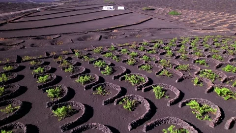 Volcanic Lanzarote islands. vineyardsof la Geria village.aerial drone video Video stock 237468967