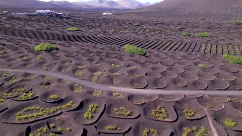 Volcanic Lanzarote islands. vineyardsof la Geria village.aerial drone video Video stock 237472118