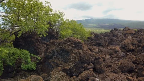 Volcanic lava rock at the Lava Fields- Kings Trail,Maui,Hawaii,USA Stock Footage 119644614