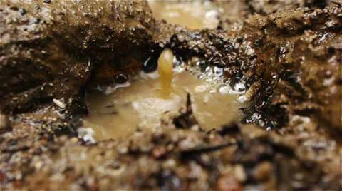 Volcanic Mud Stock Footage 35268673