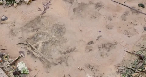 Volcanic pit with mud and boiling water with steam rising to the surface in.. Stock Footage 330415119