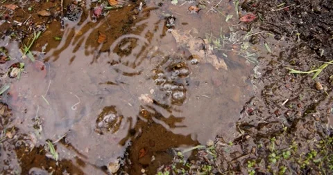 Volcanic pit with mud and boiling water with steam rising to the surface in.. Stock Footage 335029486