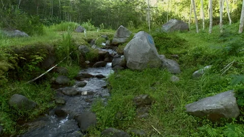 Volcanic rock boulder view in green riverside Stock Footage 136674700
