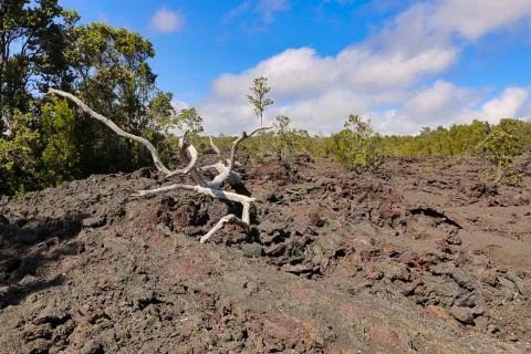 Volcanic Rock Dead Tree Stock Photos
