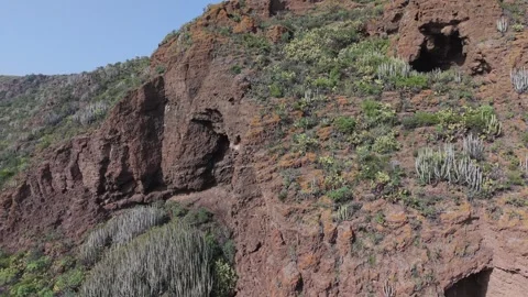 Volcanic rock formations with endemic flora blooming in Gran Canaria, Canary Stock Footage 330849936