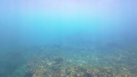 Volcanic Rock Seabed Stock Footage 331213349