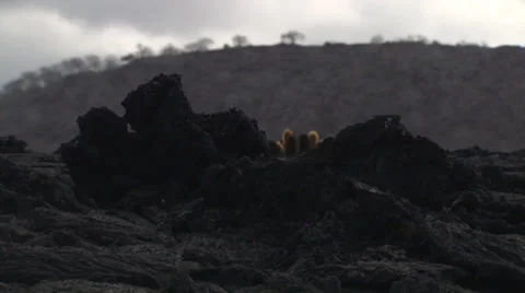 Volcanic rocks and small cactusses at the Galapagos islands. Stock Footage 39485131