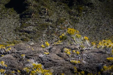 Volcanic vegetation, Piton de La Fournaise, Reunion Island Stock Photos