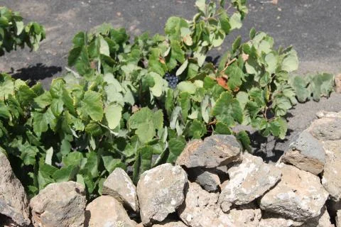 Volcanic vines Stock Photos