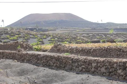 Volcanic vineyard Stock Photos