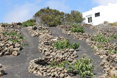 Volcanic vineyard Stock Photos