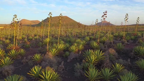 Volcano and aloe drone view in Lajares, Fuerteventura, Canary Island Stock Footage 119588590
