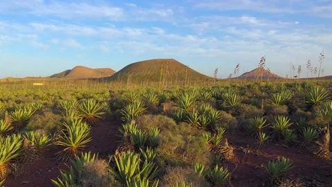 Volcano and aloe drone view in Lajares, Fuerteventura, Canary Island Stock Footage 119588604