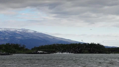A volcano looms in the background as Blue Footed Boobies dive into the sea by Stock Footage 341700391