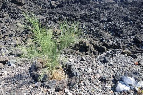 Volcano  Stock Photos