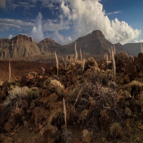 Volcano Teide landscape and Echium wildpretii in Tenerife island, Spain Vidéo 69395463